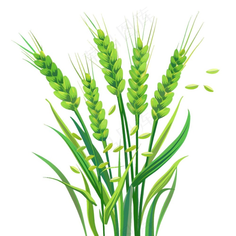 绿色小麦麦穗芒种小满卡通插画免抠
