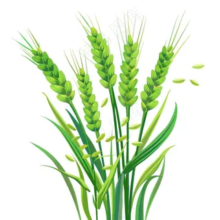 绿色小麦麦穗芒种小满卡通插画免抠