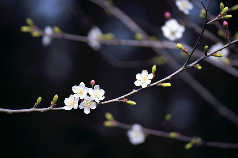 白梅冬季李子花梨花春天树枝抽新芽摄影图