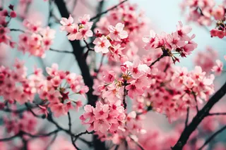 春日樱花花朵摄影图