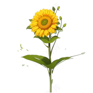 黄色向日葵免抠素材105