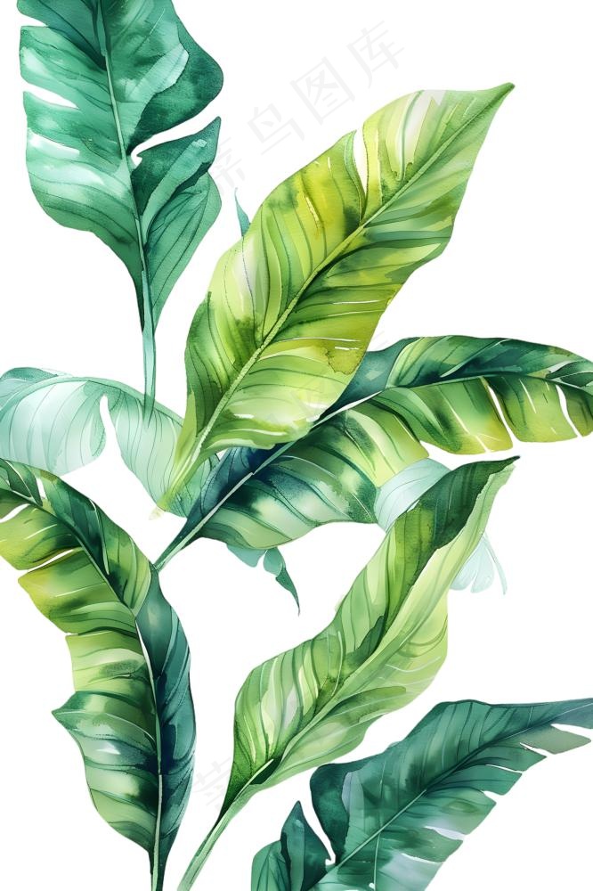 绿叶热带植物手绘插画插图免抠(1266x1900)