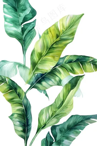绿叶热带植物手绘插画插图免抠