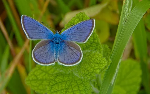 蓝色蝴蝶翩翩起舞绿叶间 蓝色蝴蝶翩翩起舞绿叶间