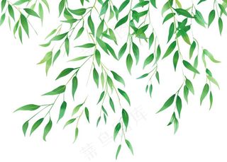 柳树柳条春天绿叶卡通插画免抠