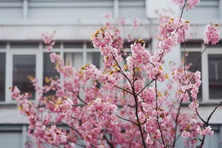 春日樱花花朵摄影图