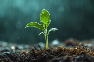 春天萌芽发芽雨水谷雨立春摄影图
