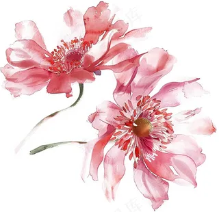 菊花玫红艳丽鲜花水墨中国风插画免抠