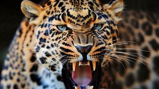 凶猛的猎豹呲牙 保护动物摄影图