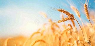 秋天成熟小麦地金黄小麦穗粮食芒种摄影图