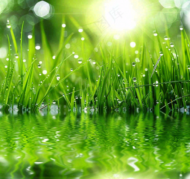 雨天草地上的积水绿叶上挂着水滴春天春分雨水谷雨摄影图