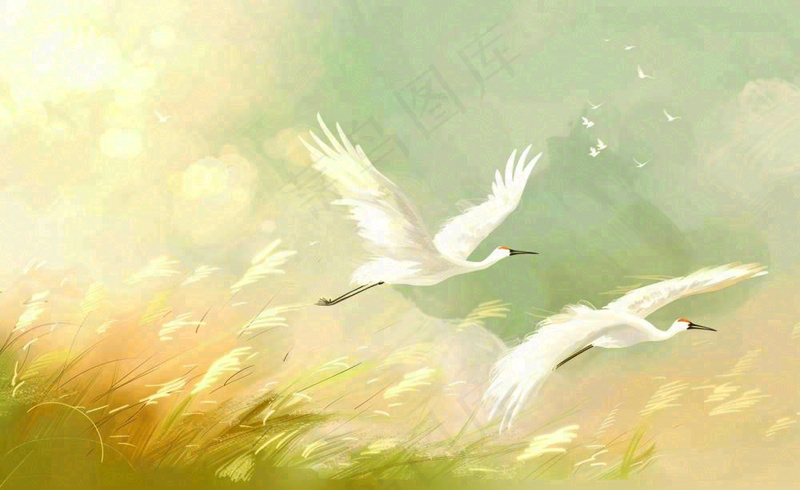 秋天白鹭飞鹤芦苇丛白露寒露节气插画背景(1408x864)
