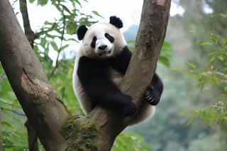 大熊猫国宝动物保护动物摄影图