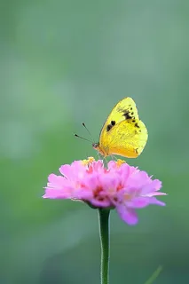 粉色小花上的蝴蝶春天摄影图 粉色小花上的蝴蝶春天摄影图
