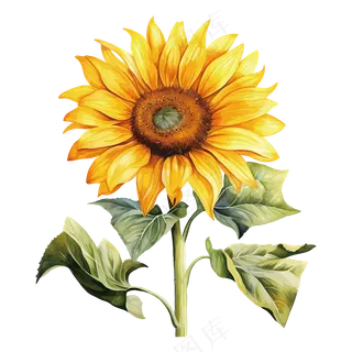 免抠水彩向日葵