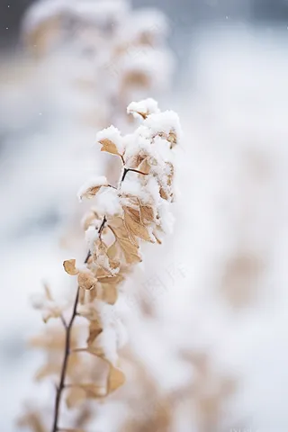 冬季下雪白雪覆盖庄稼黄色植物摄影图