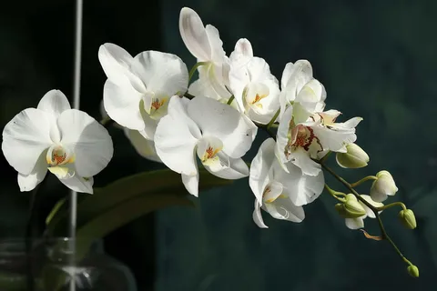 白色兰花摄影图 白色兰花摄影图