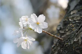 春日樱花花朵摄影图