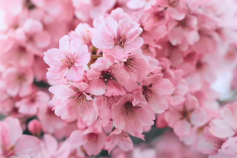 春日樱花花朵摄影图(4032x2688)