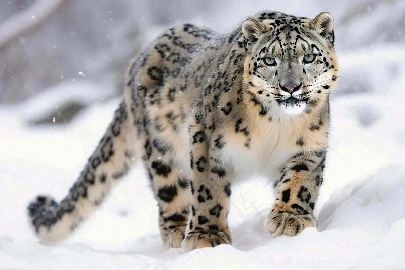 雪豹冬天森林雪地里的猎豹保护动物摄影图(4032x2688)