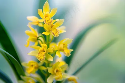 兰花黄色花朵蕙兰摄影图