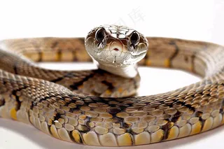 蛇在白色背景爬行动物摄影图