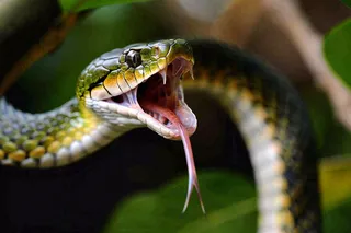 蛇张开嘴巴进攻状态爬行动物摄影图