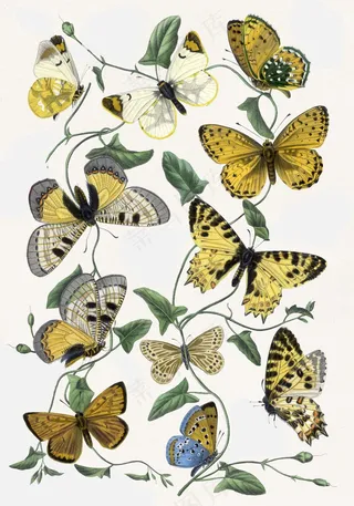 butterflies and leaves