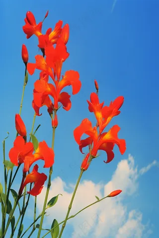 春天红色喇叭花摄影图