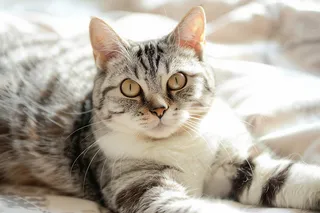 猫咪宠物猫可爱动物摄影图