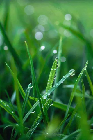 春天绿草地草坪绿叶上的露珠清晨立春惊蛰谷雨摄影图