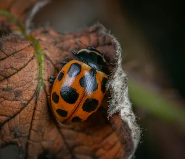 瓢虫在枯叶上的特写镜头