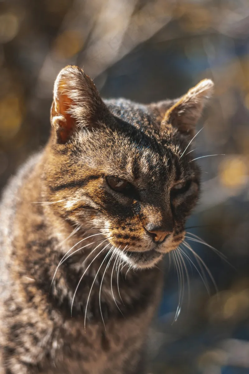 猫咪小猫动物