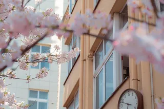 春日樱花花朵摄影图