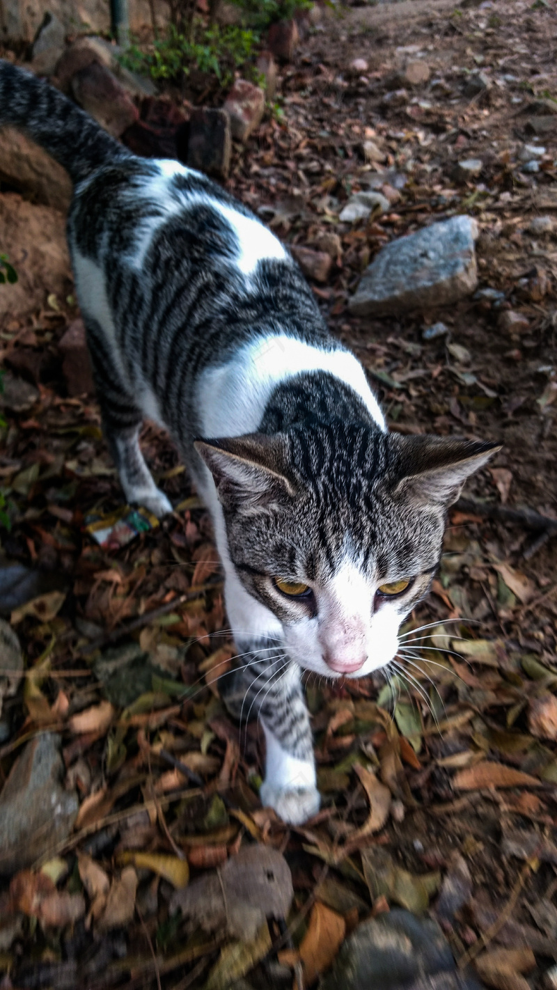 猫咪小猫动物