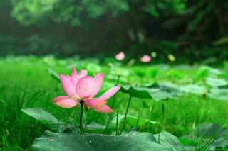 夏日荷花荷叶摄影图