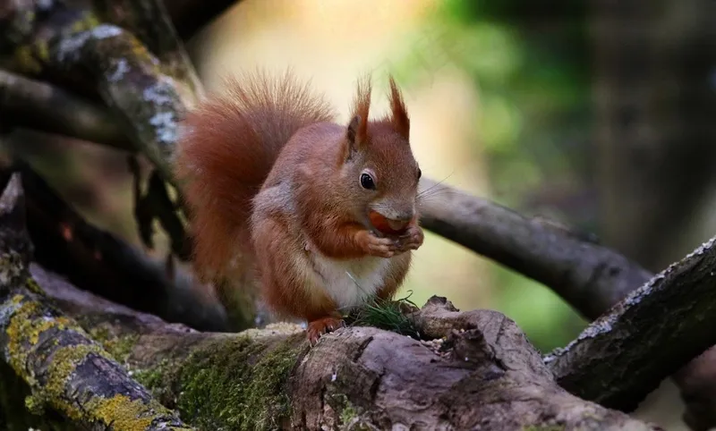 户外松鼠动物