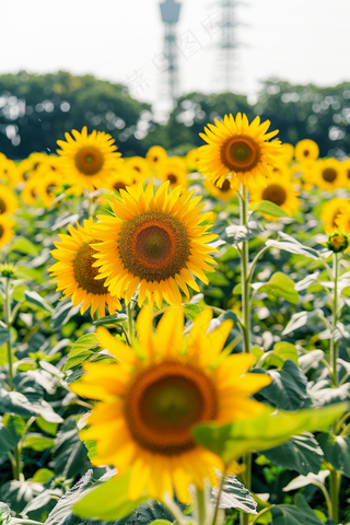 向日葵向阳鲜花摄影图