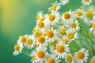 白色小雏菊花丛植物摄影图