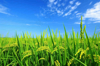 水稻稻穗农田种植生长摄影图