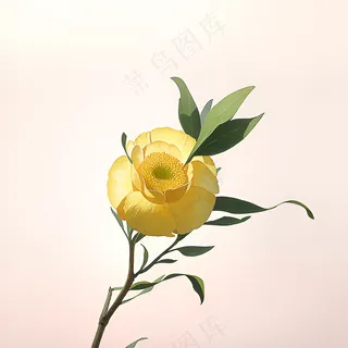 白色黄色手绘新中式风格花植物5 白色黄色手绘新中式风格花植物5