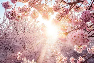 春日樱花花朵摄影图