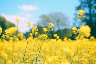 春天油菜花田黄色花雨水节气摄影图