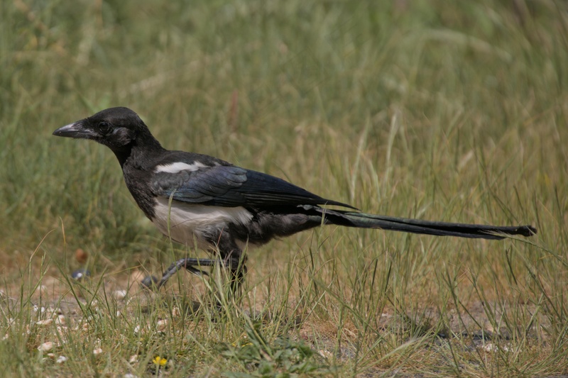户外喜鹊鸟类生物