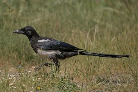 户外喜鹊鸟类生物