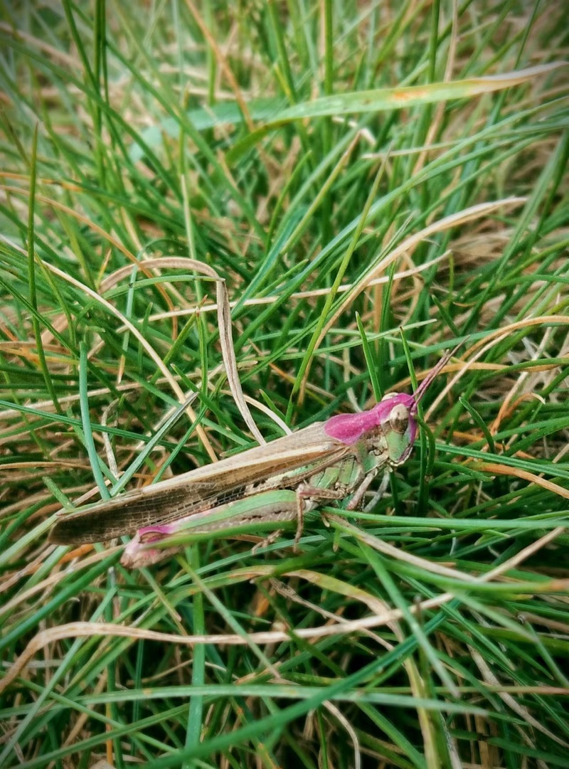 绿草地里的蚂蚱自然昆虫之谜