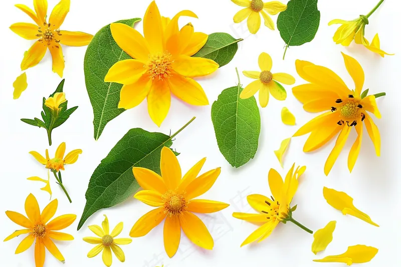 小黄花花朵植物白色背景摄影图(4032x2688)
