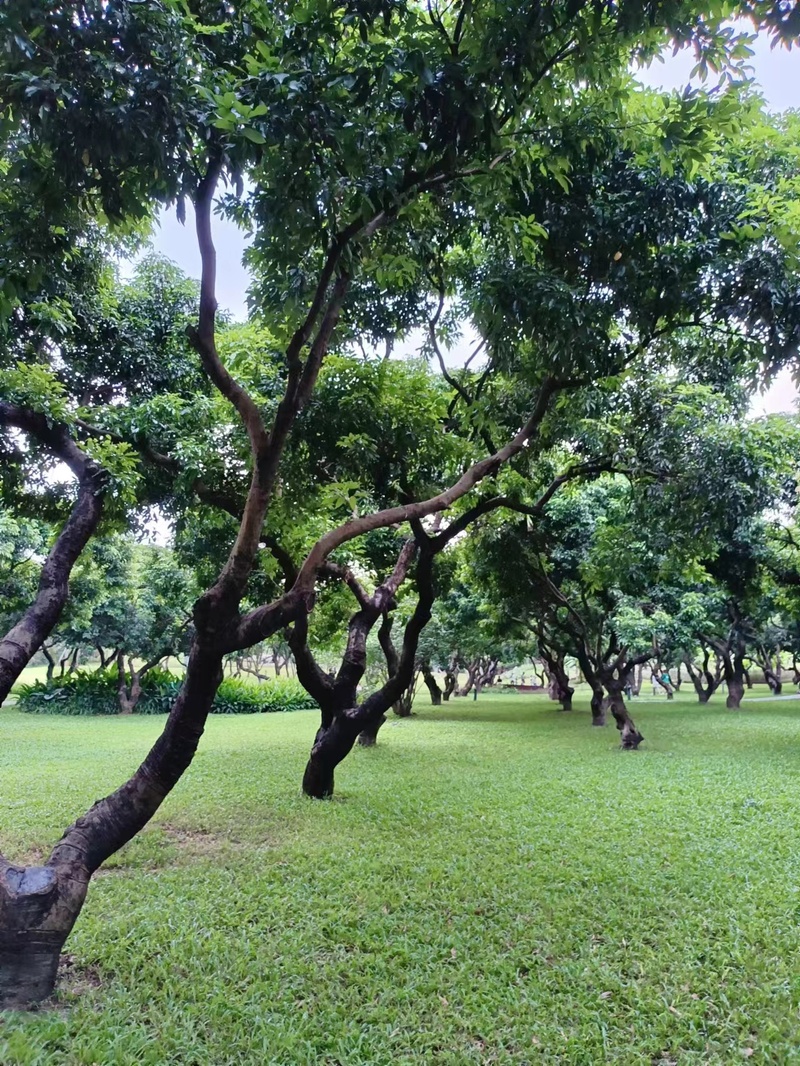 草坪与树林