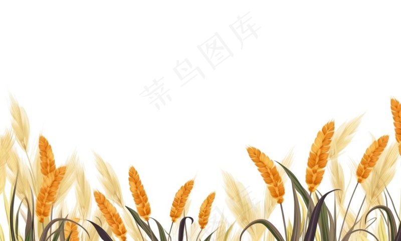 秋季小麦麦穗稻谷麦穗手绘卡通插画免抠(1408x848)