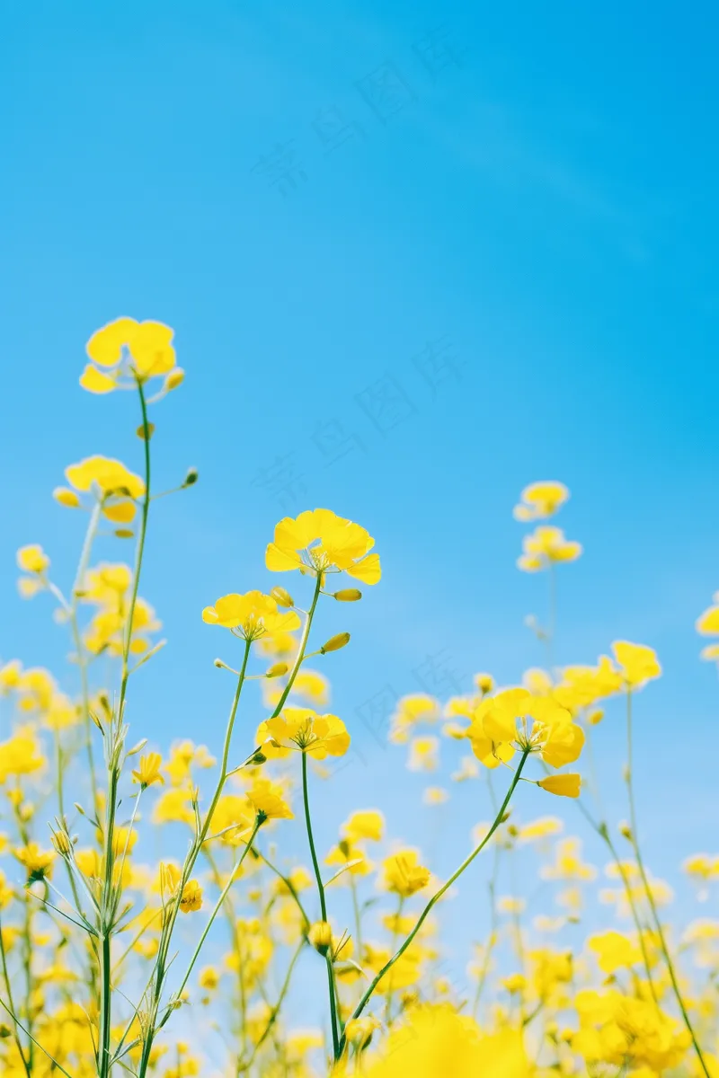 春天油菜花田黄色花雨水节气摄影图(2688x4032)